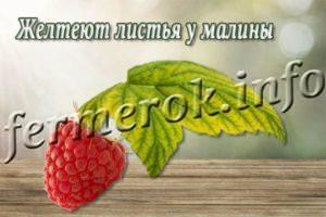 Почему желтеют листья у малины