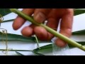 Ловля белого амура — эффективные способы
