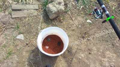 Ловля карпа осенью — снасти и наживка