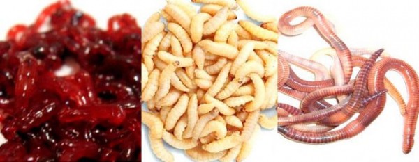 Каша для рыбалки на пружину
