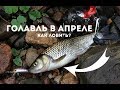 Ловля голавля весной – снасти и наживка