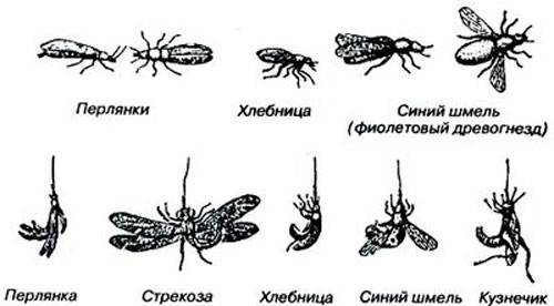 Ловля голавля на донку (фидер)
