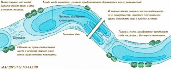Ловля голавля на донку (фидер)