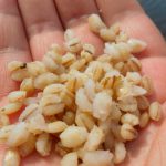 Перловка для рыбалки