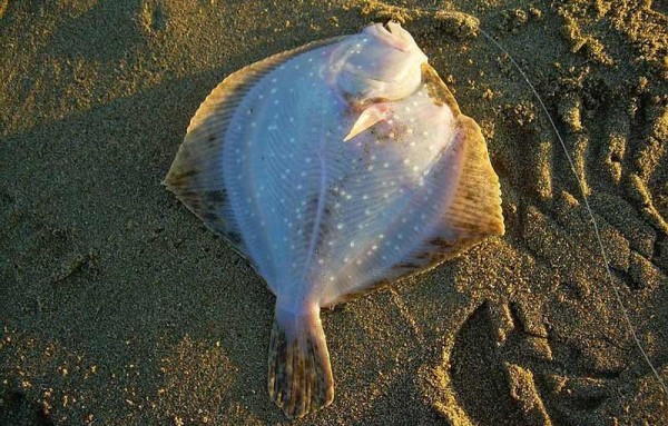 На Черное море за камбалой в ноябре, на что и как ловить с берега