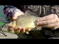 Снасти для ловли карася — рейтинг лучших