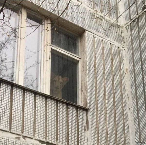 Подборка картинок.  (36 фото)