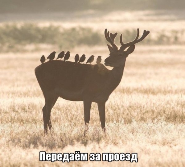Подборка картинок.  (36 фото)