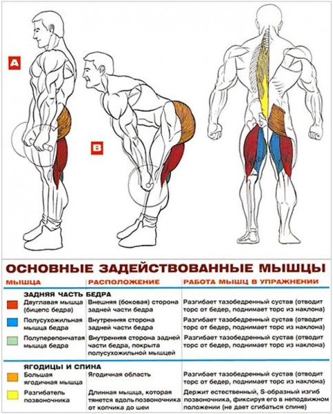 Становая тяга и программа тренировок для взрывного роста всей мускулатуры
