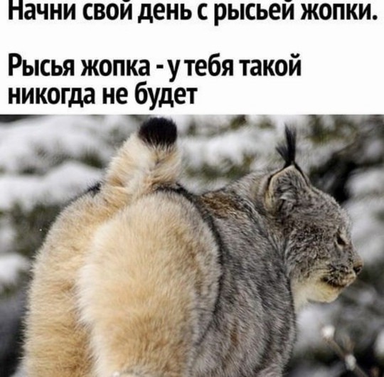Подборка картинок.  (36 фото)