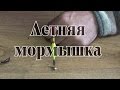 Ловля на мормышку летом