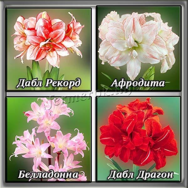 Цветок Гиппеаструм