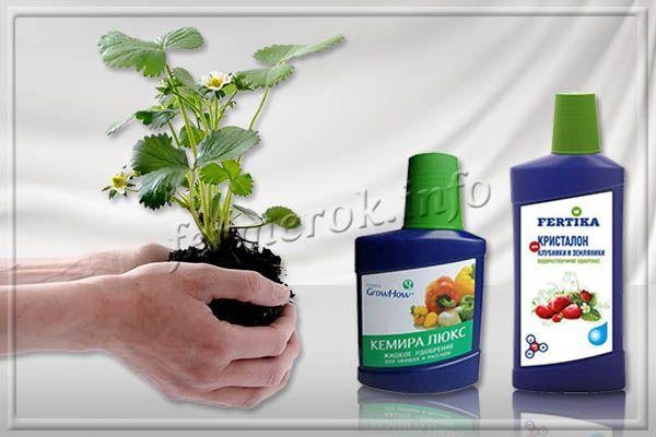 Сорт клубники Капри