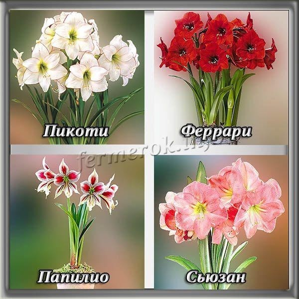 Цветок Гиппеаструм