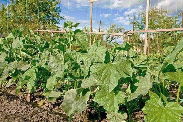 Сорт огурцов Зозуля