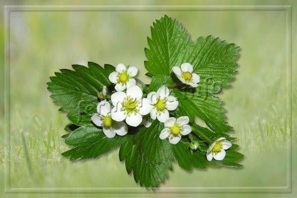 Сорт клубники Капри