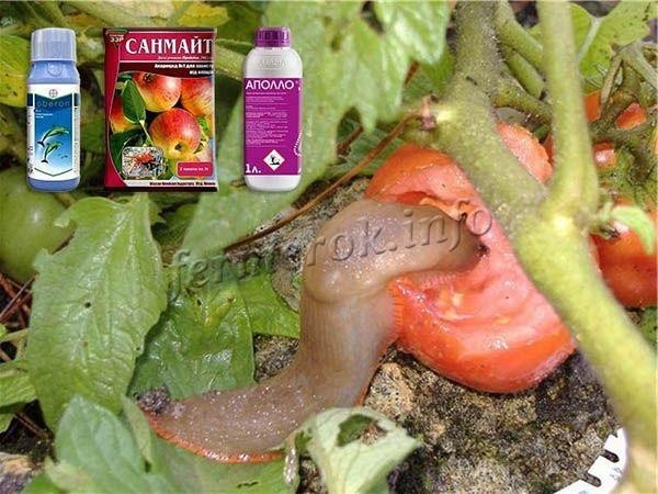 Сорт томатов Бабушкино