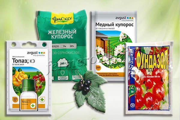 Мучнистая роса на смородине