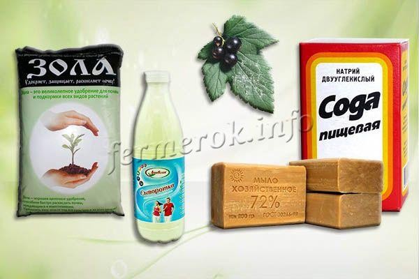 Мучнистая роса на смородине