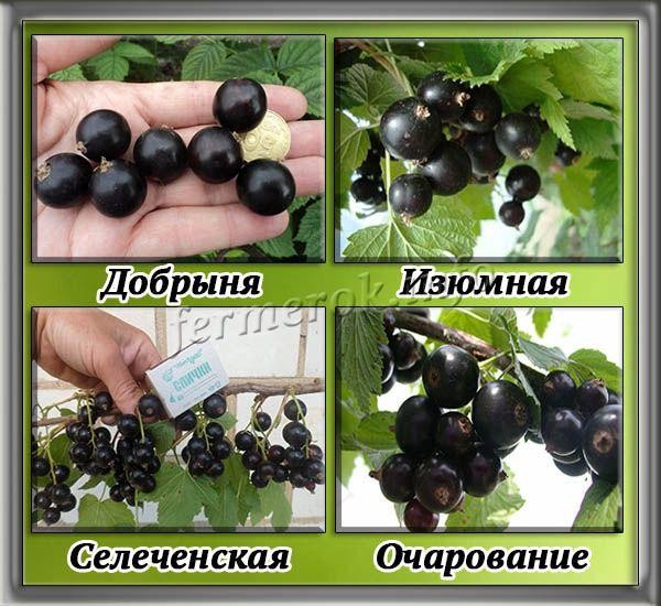 Мучнистая роса на смородине