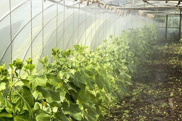 Сорт огурцов Зозуля