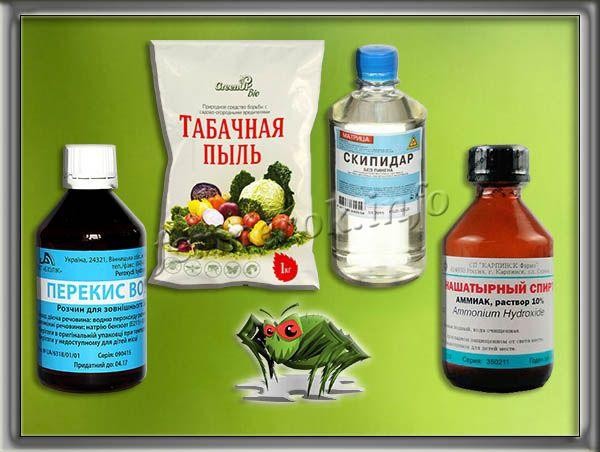 Паутинный клещ на огурцах