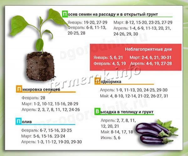Когда сажать баклажаны на рассаду в 2019 году