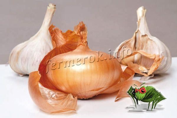 Паутинный клещ на огурцах