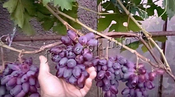 Виноград сорта Байконур