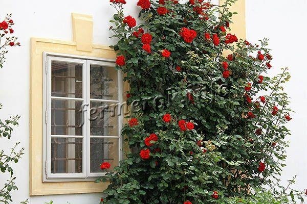 Сорта плетистых роз