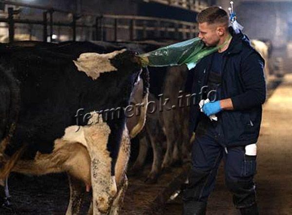 Стельность коровы
