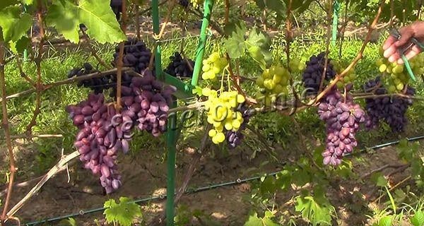 Виноград сорта Байконур