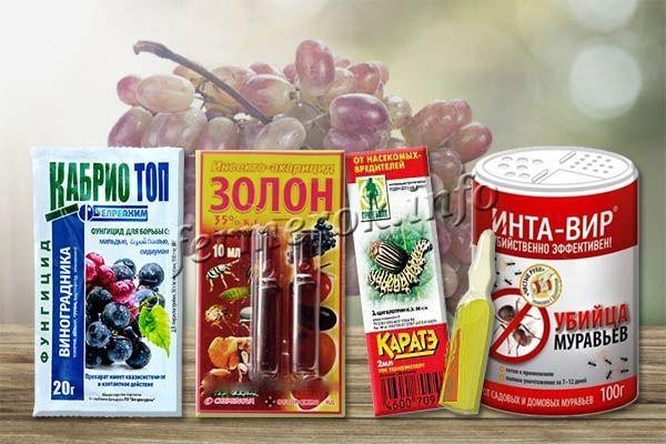 Виноград сорта Байконур