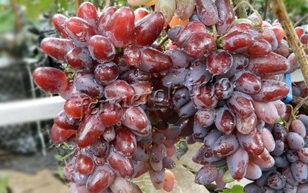 Виноград сорта Байконур