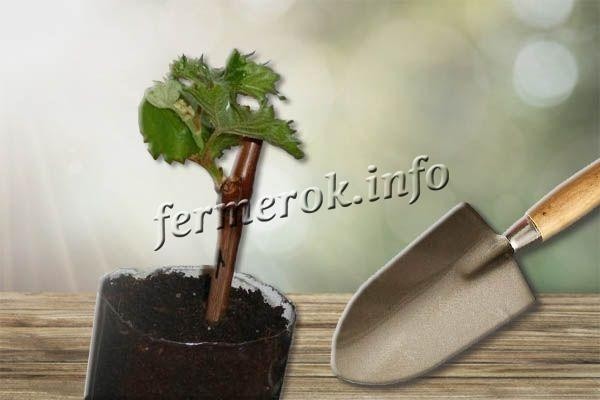 Сорт винограда Дамские пальчики