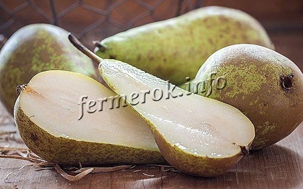Сорт груши Конференция
