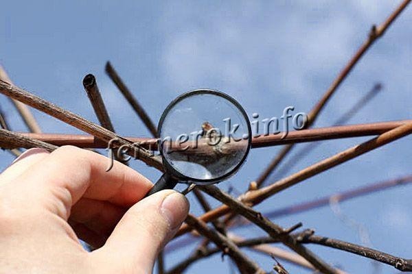 Сорт винограда Дамские пальчики