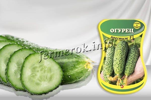 Сорт огурцов Престиж