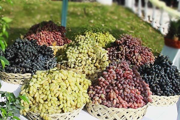 Сорт винограда Дамские пальчики