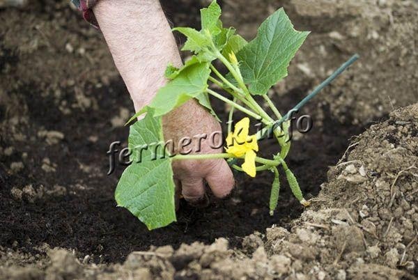 Сорт огурцов Престиж