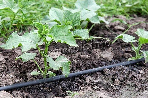 Сорт огурцов Престиж