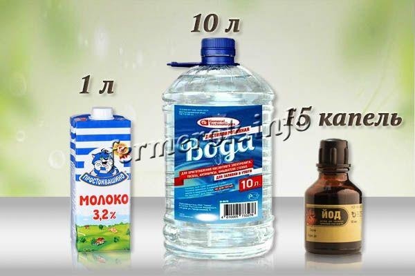 Чем опрыскать помидоры от фитофторы