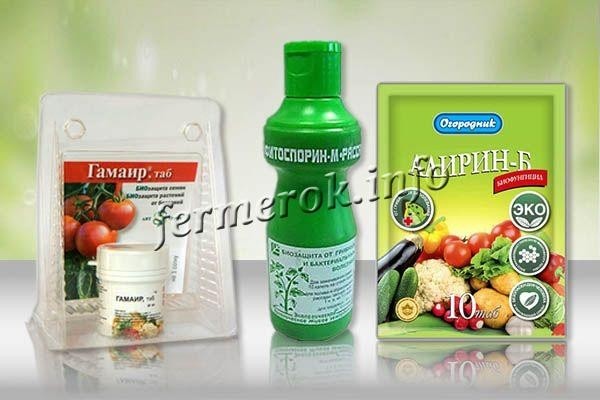 Чем опрыскать помидоры от фитофторы