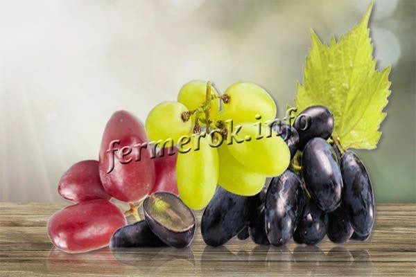 Сорт винограда Дамские пальчики