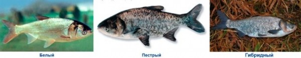 Как вкусно посолить толстолобика