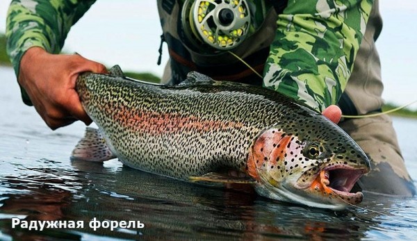  Форель. Популярные виды форели. Фото и Описание. Видео	 