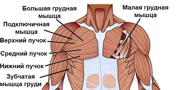 Грудные мышцы