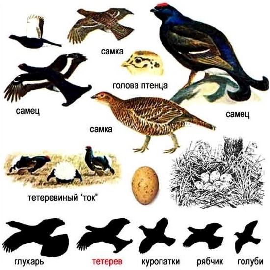 Тетерев: описание, повадки, места обитания