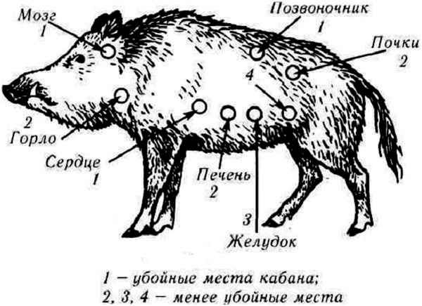 Убойные места кабана