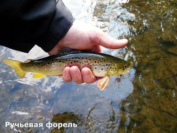  Форель. Популярные виды форели. Фото и Описание. Видео	 